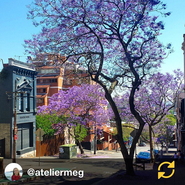 RG @ateliermeg: It's that time of the year again, the Jacaranda blossom is so pretty ♡ // My favourite time of year!