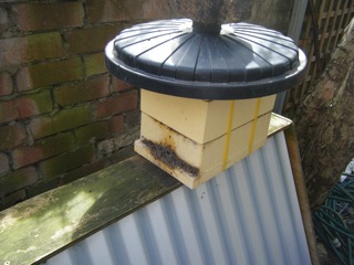 Native beehive