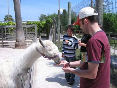 Feeding a llama