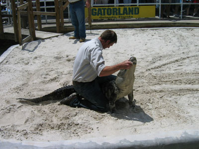 Gator wrasslin'