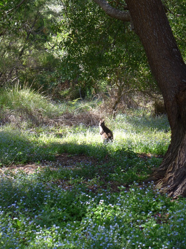 Wallaby