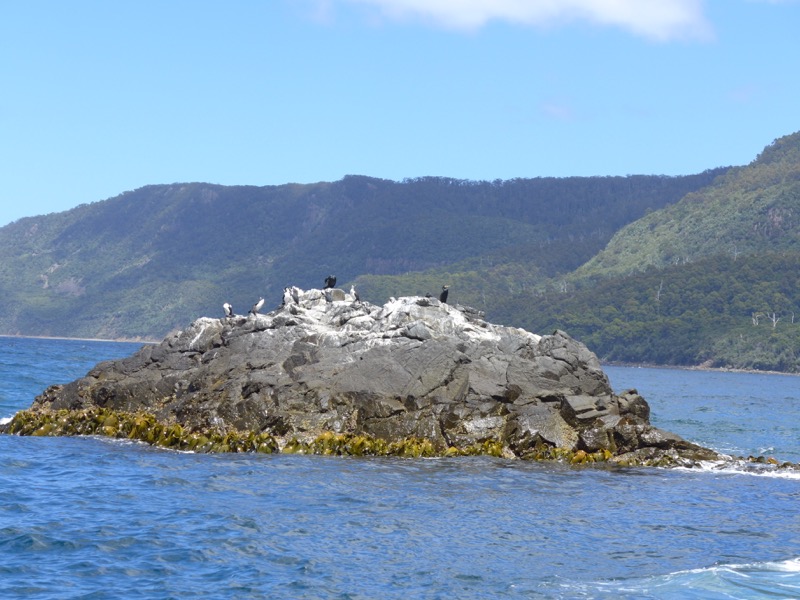 Birds on a rock