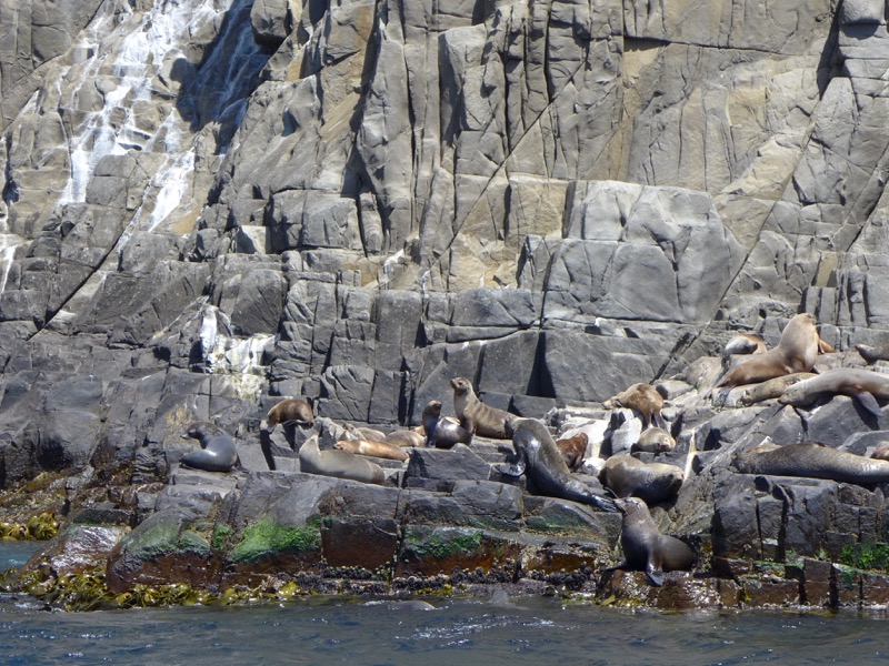 Fur seals