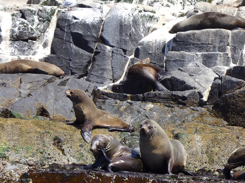 Fur seals