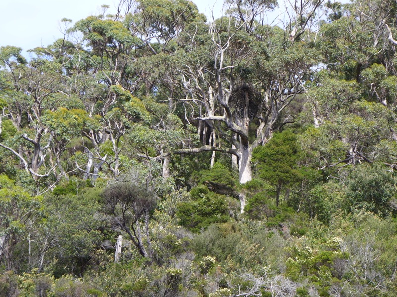 Eagle's nest