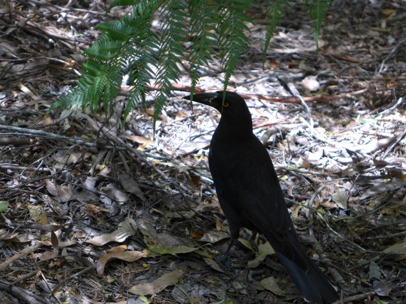 Currawong