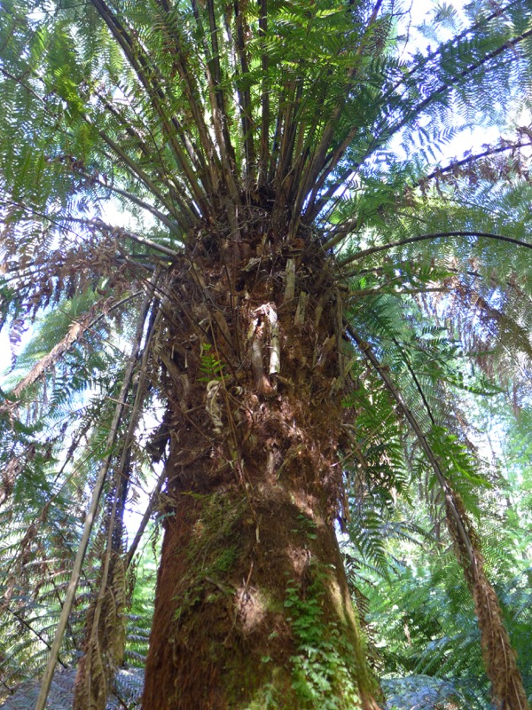 Rainforest palm