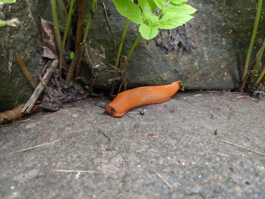 Slug