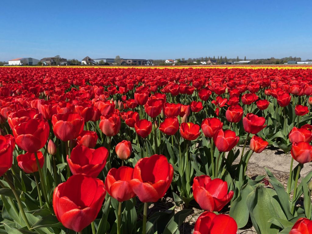 Tulips