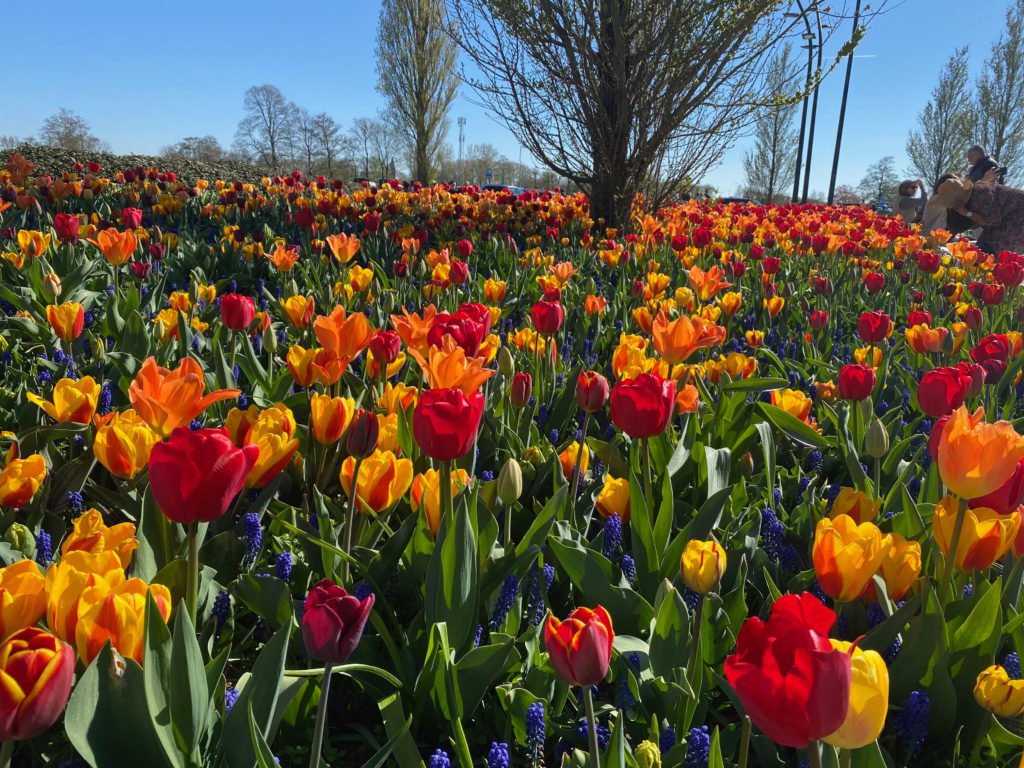 Tulips