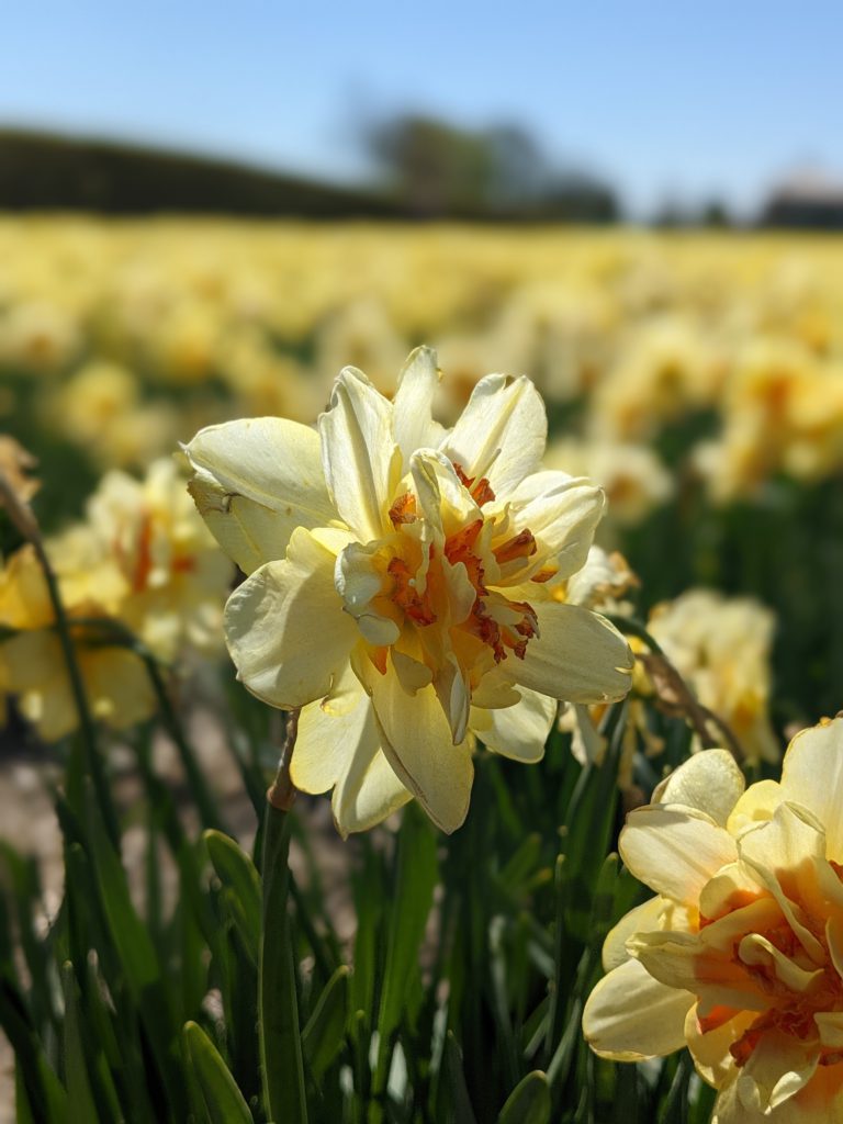 Daffodil
