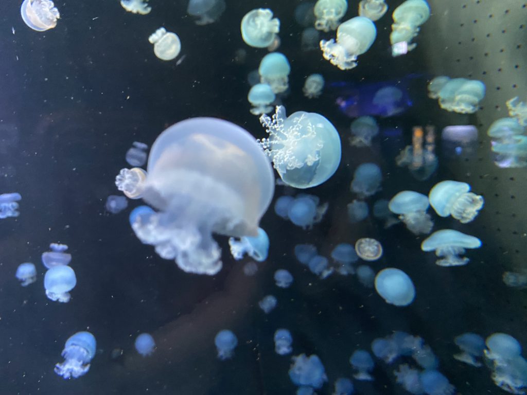 Moon jellyfish