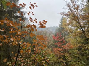 Autumn landscape