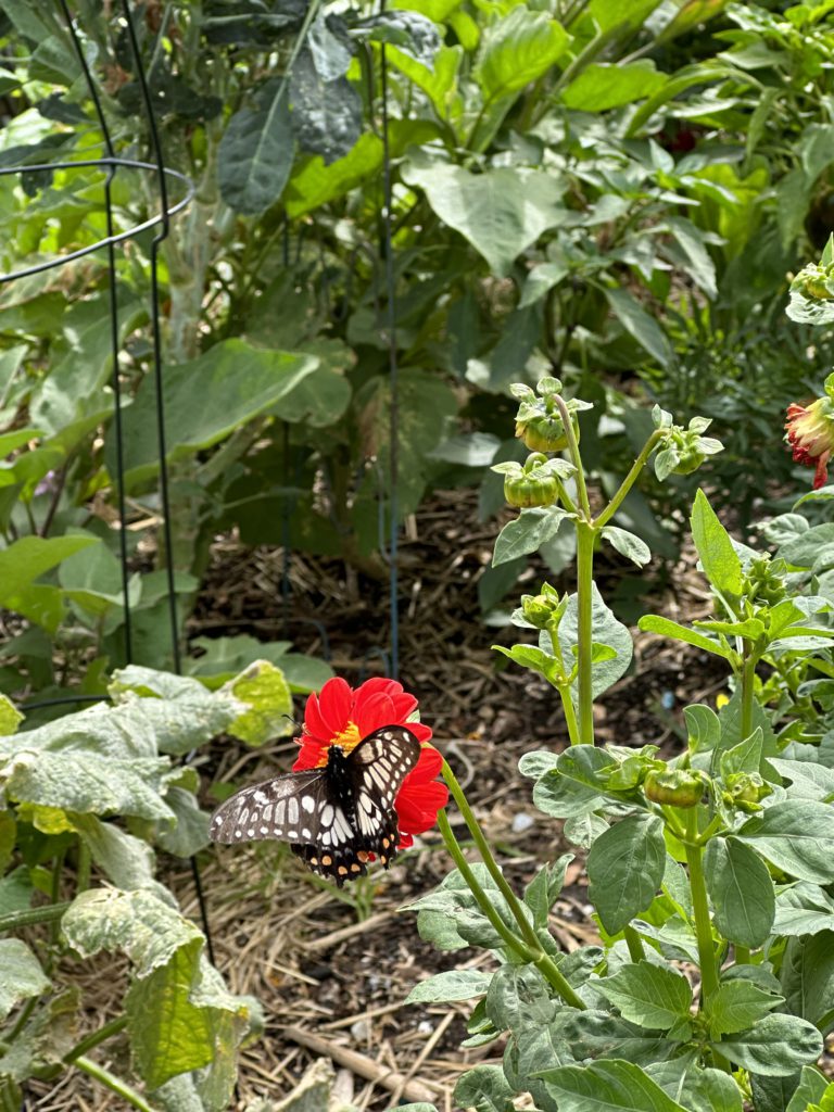 St. Kilda Community Garden