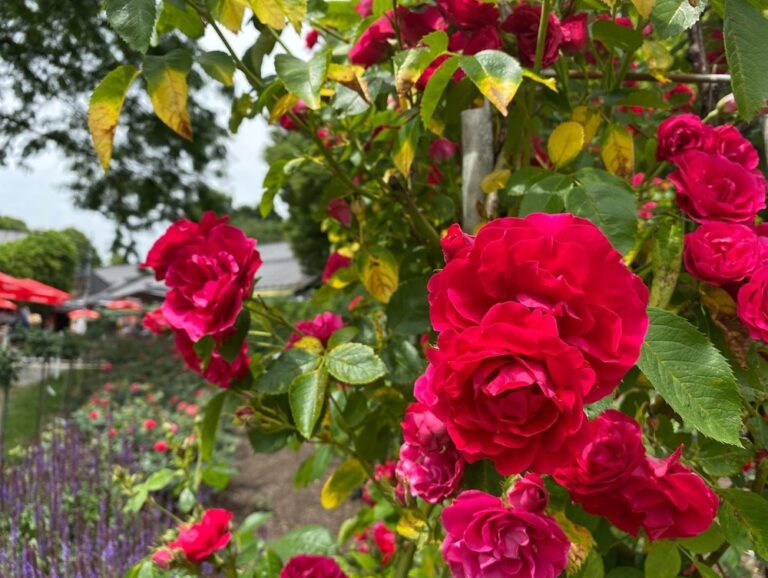 Sunday lunch in Westpark! The Rosengarten is in full bloom. 🌹❤️ Steckerlfisch and Schweinhaxen on offer today… 🍻(2021 Biergarten Count: 8)