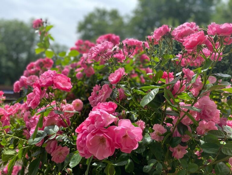 Sunday lunch in Westpark! The Rosengarten is in full bloom. 🌹❤️ Steckerlfisch and Schweinhaxen on offer today… 🍻(2021 Biergarten Count: 8)