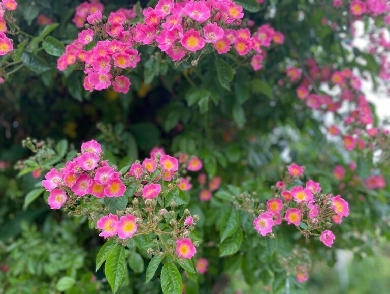 Sunday lunch in Westpark! The Rosengarten is in full bloom. 🌹❤️ Steckerlfisch and Schweinhaxen on offer today… 🍻(2021 Biergarten Count: 8)