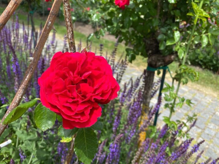 Sunday lunch in Westpark! The Rosengarten is in full bloom. 🌹❤️ Steckerlfisch and Schweinhaxen on offer today… 🍻(2021 Biergarten Count: 8)