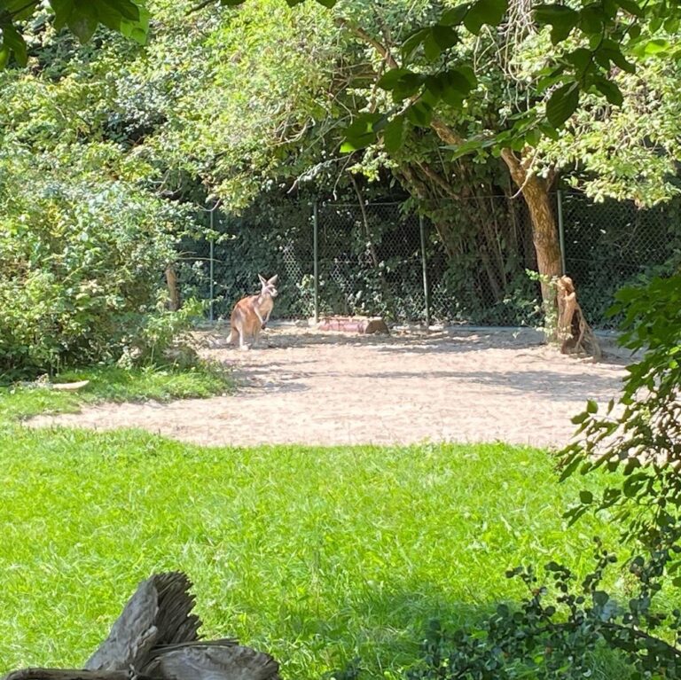 Finally checking out the Munich Zoo on a beautiful day. No feeding the animals… pretzels. 😂 And of course we paid the other Aussie expats a visit… 🦘🐘🦬🦩🦒🦍