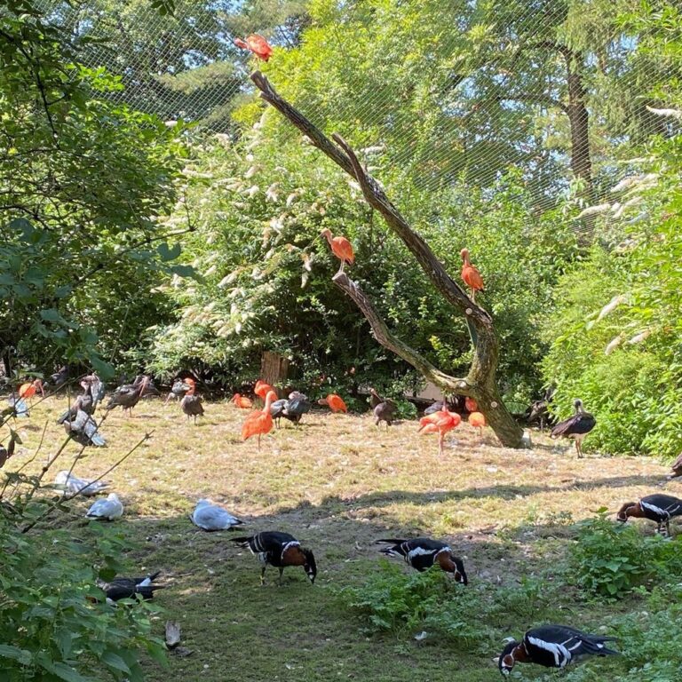 Finally checking out the Munich Zoo on a beautiful day. No feeding the animals… pretzels. 😂 And of course we paid the other Aussie expats a visit… 🦘🐘🦬🦩🦒🦍