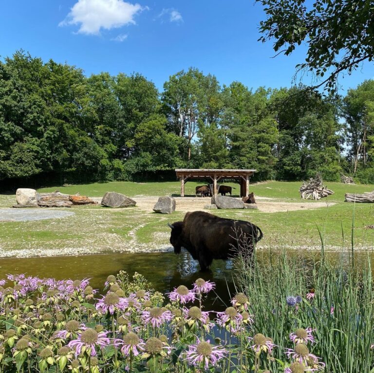 Finally checking out the Munich Zoo on a beautiful day. No feeding the animals… pretzels. 😂 And of course we paid the other Aussie expats a visit… 🦘🐘🦬🦩🦒🦍