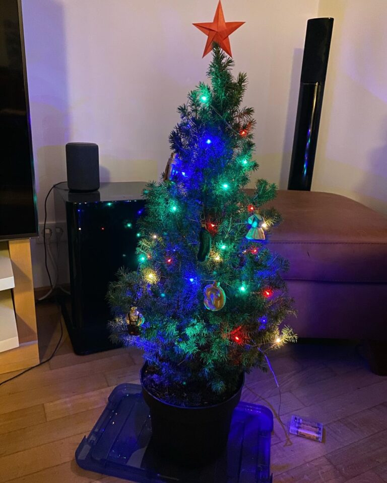 I’m happy to report that we managed to keep my little Christmas tree alive for a whole year! (…if you ignore the giant brown spot on the back where he got a bit burnt this summer)🎄