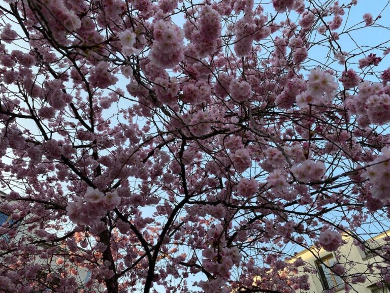 Meetings all day, but I still made it out for a quick sunset ride in Westpark to catch the cherry blossoms in bloom (along with everything else)! 🌸