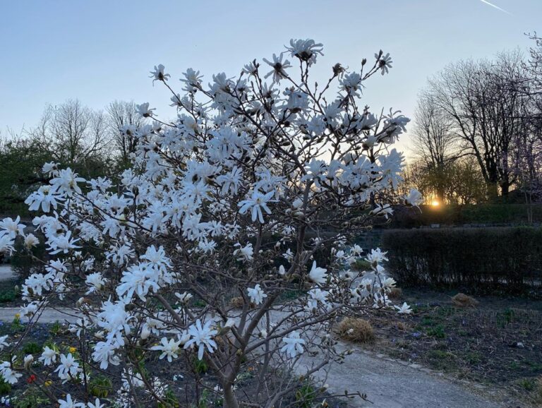 Meetings all day, but I still made it out for a quick sunset ride in Westpark to catch the cherry blossoms in bloom (along with everything else)! 🌸