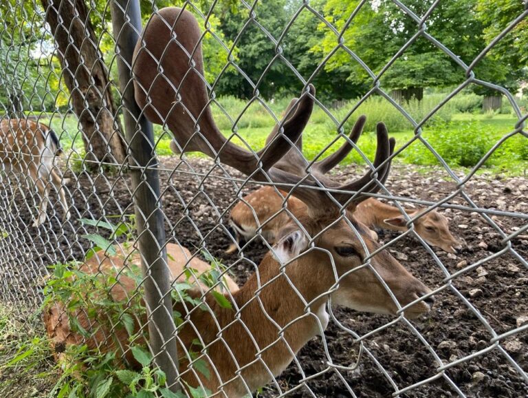 Visiting the (stinky) deer at the Hirschgarten! 🦌🍻 (2022 Biergarten count: 8)