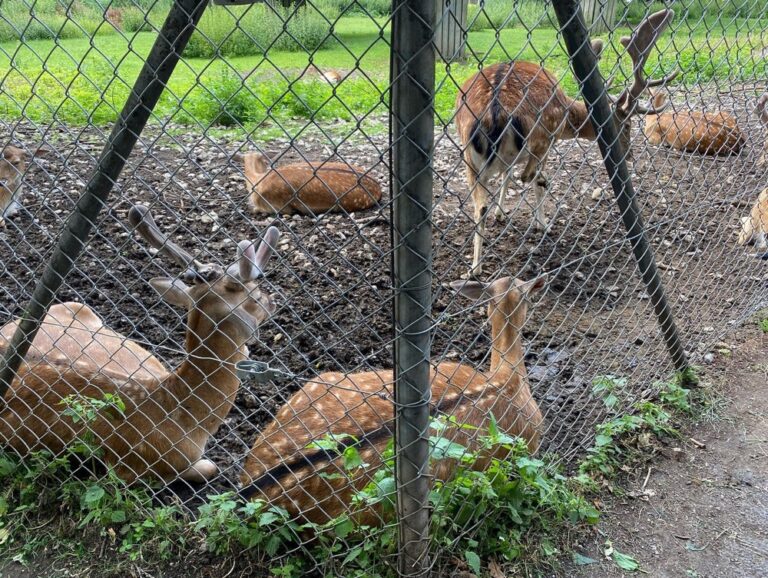 Visiting the (stinky) deer at the Hirschgarten! 🦌🍻 (2022 Biergarten count: 8)