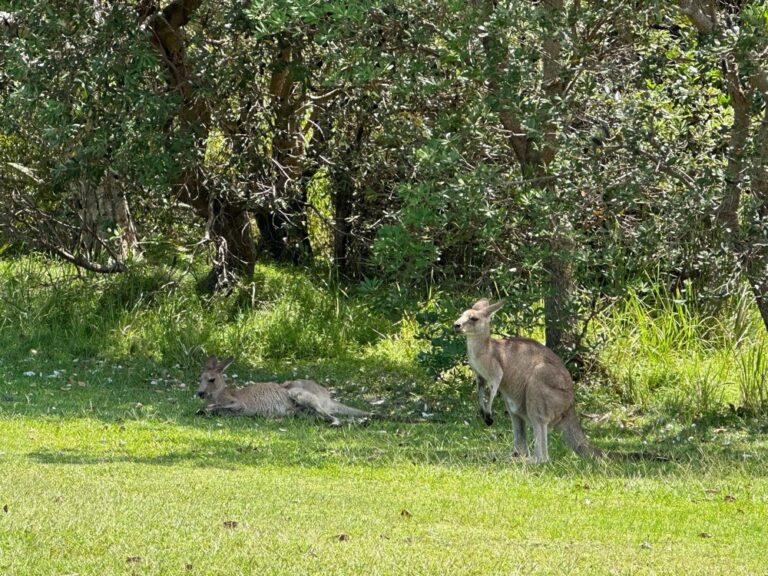 Sun, sea, and kangaroos. There are worse places to be.