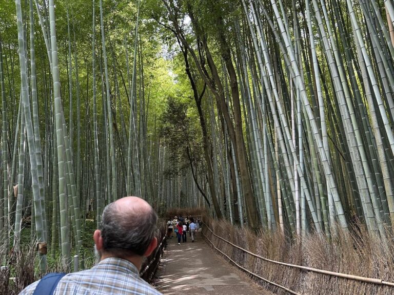 A short but memorable day in Kyoto, the cultural capital of Japan! We visited the Fushimi Inari Taisha shrine and walked through some of the hundreds of beautiful gates. Then we headed to the Imperial Palace to see where the emperor used to live. Lastly we trekked out to the Arashiyama Bamboo Grove, where we hiked through a forest of towering bamboo to a river gorge overlook. Beautiful way to end this trip. Time to go home! ⛩️🦊🎋