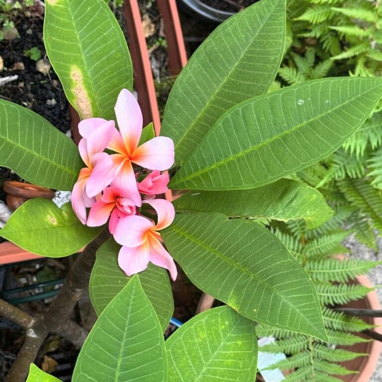 Several years ago, I was taking out the rubbish and noticed that a short branch of my neighbour’s frangipani was lying on the footpath. (I think someone may have broken it off.) When I told Rodd about it, he said that we could plant it and it would grow a new tree. That stub has been in a pot in our garden ever since, and this year is the first time I’ve ever seen it bloom. 😍🌸