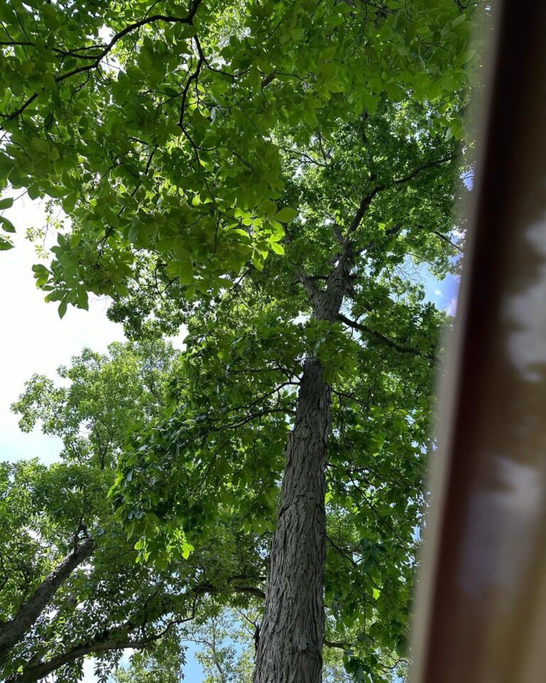 Me: I wish you had a hammock. 
Dad: I do!

Ten minutes later…

Me: Not the right type of hammock. 😂

On the plus side, the view from my nylon coffin is really quite lovely.