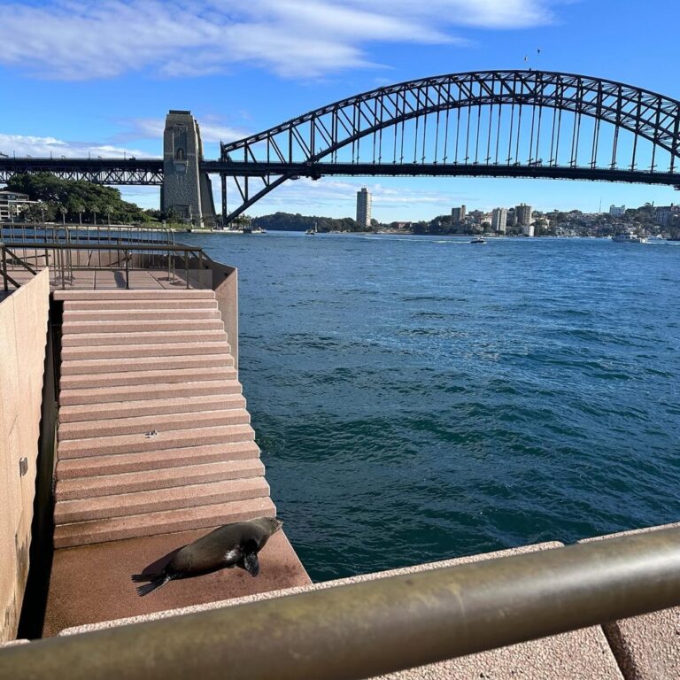 This morning we headed down to the @sydneyoperahouse to see @shakeandstir’s production of “James and the Giant Peach.” I really liked their take on it! They modernised a few things (Aunt Sponge wearing Crocs is inspired costume design) and excised a couple characters (vale Ladybug and Silkworm!), but they kept the weirder bits of Dahl’s story without sanding it down too much. I also thought the use of the rotating stage with animated projections and multiple trap doors was genius, and it’s probably the only way you could bring a story like this to life. We also visited the fat sea lion sunbathing on the steps outside, and we had lunch at @a.p.bread in the city. Lovely day. ❤️🍑