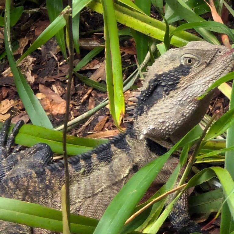 This legend is volunteering all week for @nationalscienceweek and spent the day chaperoning schoolkids (in the rain!) as they visited the @australianmuseum and the @botanicsydney Botanic Gardens. And he saw a dragon too! ❤️🦎