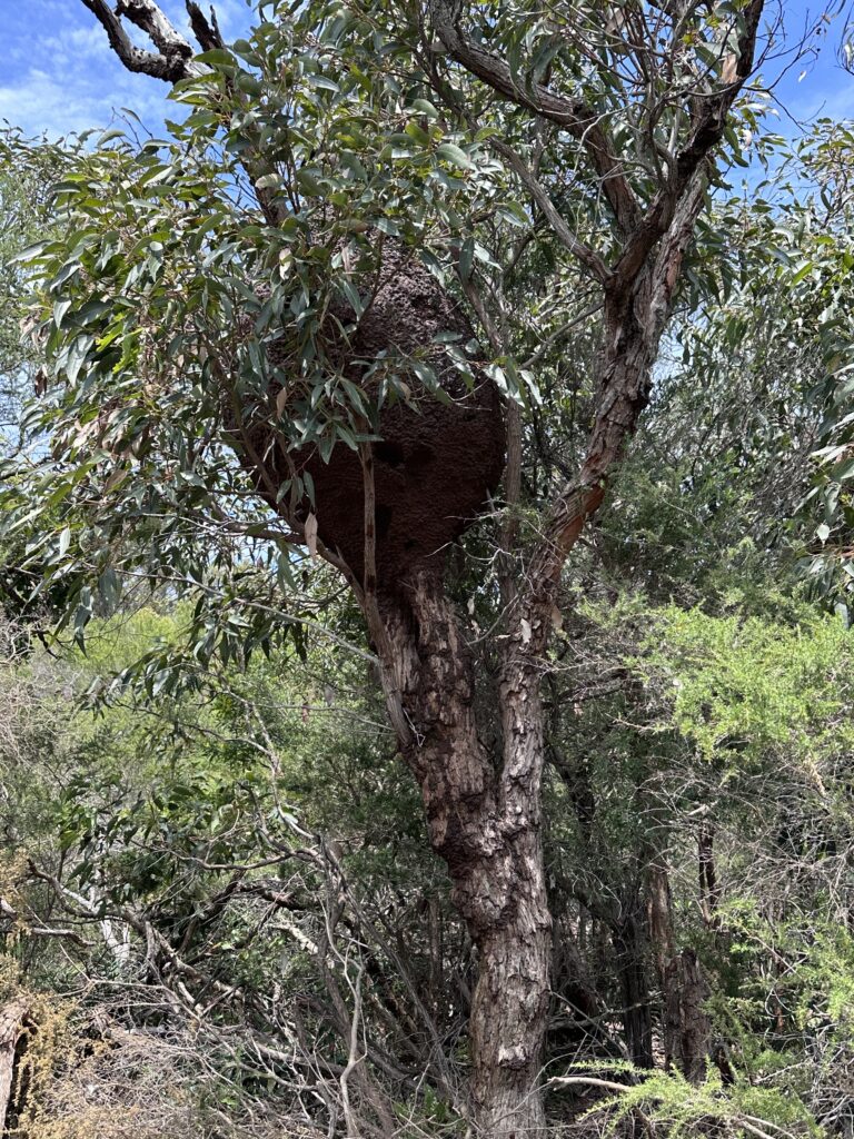 Termite nest