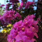 On a glorious Fall day, I almost forgive this thing for trying to kill me with its thorns. 🌺 #nofilter #bougainvillealove https://t.co/4y2zelzawr https://t.co/ySrRPzNdCS