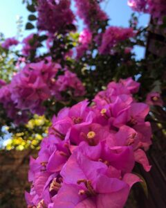 On a glorious Fall day, I almost forgive this thing for trying to kill me with its thorns. 🌺 #nofilter #bougainvillealove https://t.co/4y2zelzawr https://t.co/ySrRPzNdCS