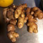 Another winter harvest from Farmer Snook: ginger!! https://t.co/P36lmtKzxh https://t.co/bpZWDoP0KM