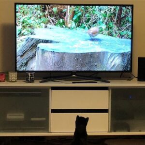 Sundays are for relaxing in front of the telly. 😻🐦 https://t.co/P24Vca2RPY https://t.co/jrOGMgAROx