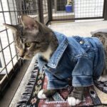 RT @alyssemazakian: I found a tiny denim jacket at goodwill https://t.co/xRpr0ZEX8Q