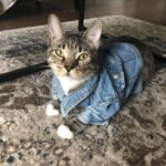 RT @alyssemazakian: I found a tiny denim jacket at goodwill https://t.co/xRpr0ZEX8Q