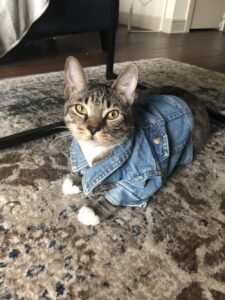 RT @alyssemazakian: I found a tiny denim jacket at goodwill https://t.co/xRpr0ZEX8Q