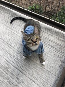 RT @alyssemazakian: I found a tiny denim jacket at goodwill https://t.co/xRpr0ZEX8Q