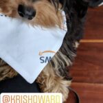 Peak 2018: being tagged in your friend’s dog’s Insta Story as a thank you for making him a custom bandanna. 😂❤️🐶 @frankarr https://t.co/B0tnuRXgWJ