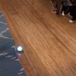 When Petey met Sphero... (Spoiler: it did not go well.) https://t.co/RsQLiNyWxC