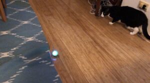 When Petey met Sphero... (Spoiler: it did not go well.) https://t.co/RsQLiNyWxC