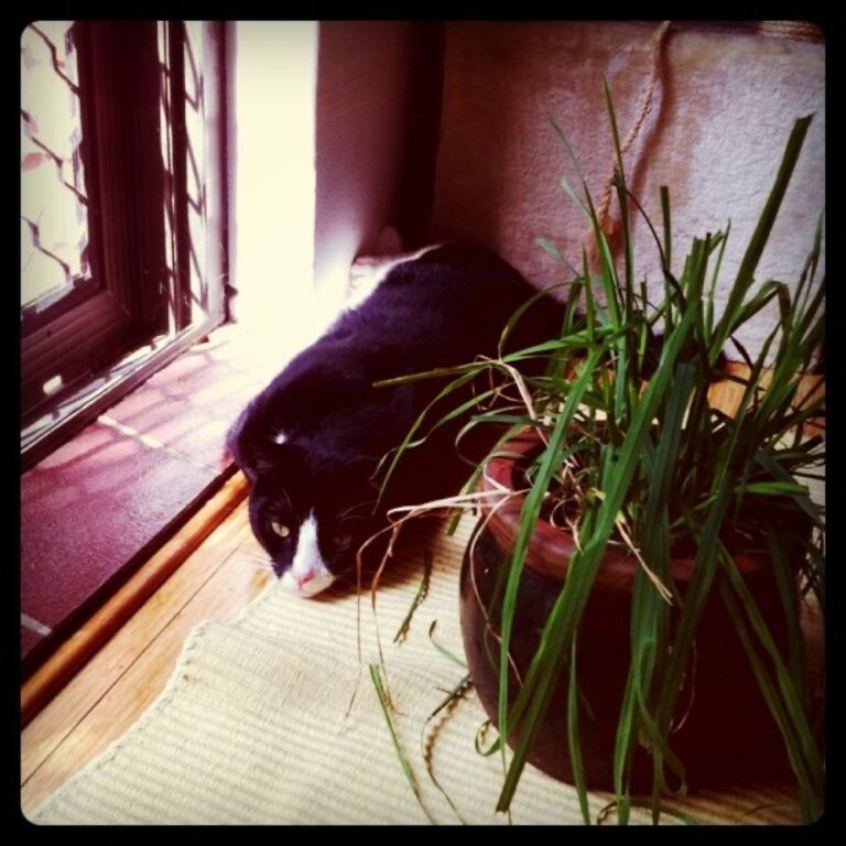 High on cat grass, Petey stretches in the sun.