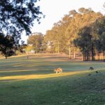 Morning walk around the golf course with Skippy and Gudetama. ☀️ https://t.co/gPyh92wsRt